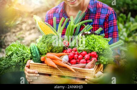 Agricoltore donna azienda scatola di legno pieno di fresche verdure crude. Cesto con verdura (verze, carote cetrioli, Rafano, mais, aglio e peperoni) in Foto Stock