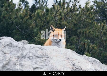 Wild red fox di nascondersi dietro la roccia in Alti Tatra, Slovacchia. Foto Stock