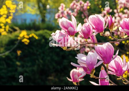 Fiore rosa di albero di magnolia. grandi fiori sul ramoscello in una giornata di sole. giardino natura sfondo. Felice primavera umore. La primavera è alle porte Foto Stock