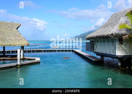 MOOREA, Polinesia francese -30 NOV 2018- Vista della Moorea Dolphin Center presso l'Intercontinental Moorea Lagoon Resort and Spa Moorea sulla laguna in Foto Stock