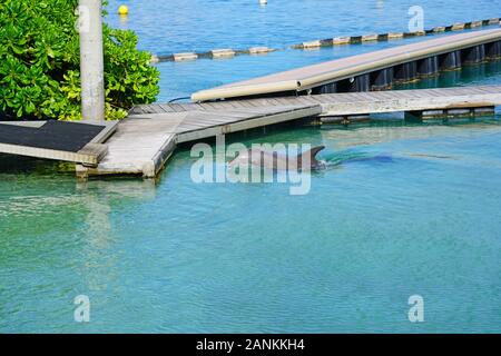 MOOREA, Polinesia francese -30 NOV 2018- Vista della Moorea Dolphin Center presso l'Intercontinental Moorea Lagoon Resort and Spa Moorea sulla laguna in Foto Stock