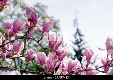 Fiore rosa di albero di magnolia. grande fioritura sui ramoscelli in presenza di luce solare. stagione primavera nel giardino luminoso sfondo ornamentale Foto Stock