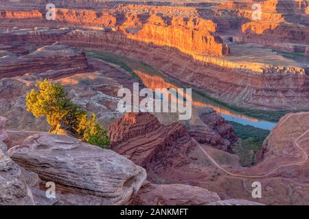 Un albero di ginepro su una battuta di Dead Horse Point illuminato dalla mattina presto la luce che si affaccia sul fiume Colorado vicino a Moab, Utah. Foto Stock