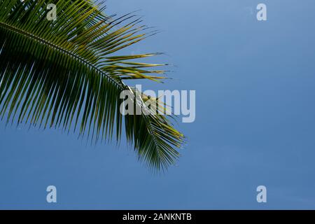 Lasciare un Arecaceae o palma contro il cielo blu Foto Stock