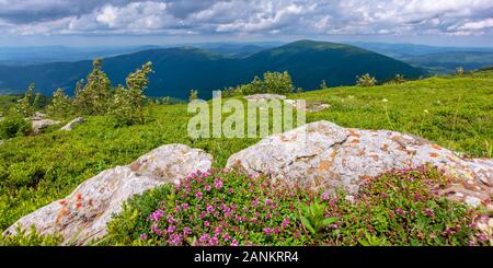 Fioritura di erbe selvatiche sulla collina erbosa. bellissima natura paesaggio di prati alpini nelle montagne dei Carpazi. estate meteo con le nubi del cielo blu Foto Stock