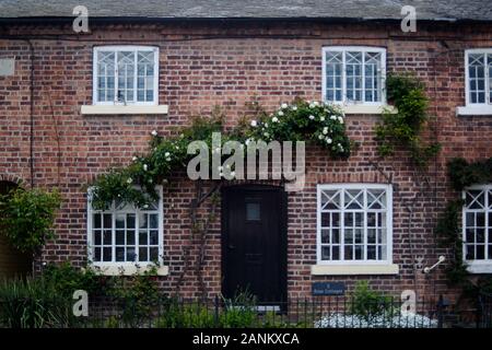 Casa cottage in mattoni in galles con finestre bianche e edera che crescono le pareti. Foto Stock