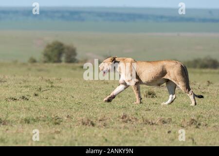 Una donna contesa da doppio orgoglio di croce camminando nelle pianure di. Africa all'interno della Riserva Nazionale Masai Mara durante un safari di fauna selvatica Foto Stock
