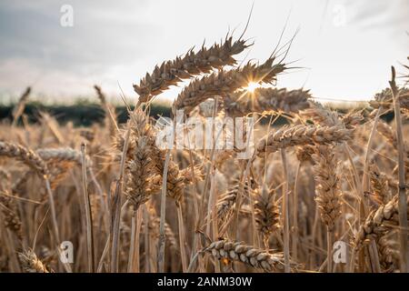 Luce del sole attraverso le orecchie di grano maturo al caldo tramonto estivo - primo piano Foto Stock