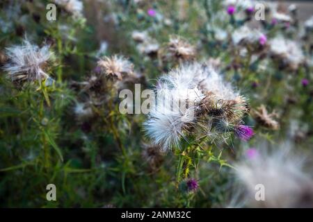 Vista ravvicinata di soffici Thistle fiori sul prato estivo Foto Stock