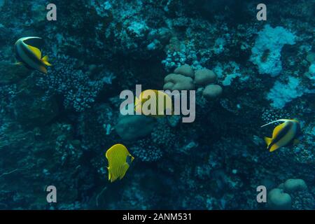 Chaetodon semilarvatus underwater nell oceano dell Egitto, subacquea nell oceano dell Egitto, Chaetodon semilarvatus fotografia subacquea underwater pho Foto Stock