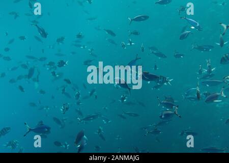 Sciame di pesce dei Caraibi fotografia subacquea, gruppo di pesci tropicali sott'acqua in Egitto Marsa Alam Foto Stock