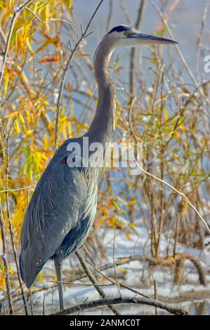 Un Airone blu svernano nella zona palustre del lago Watson Arizona. Foto Stock