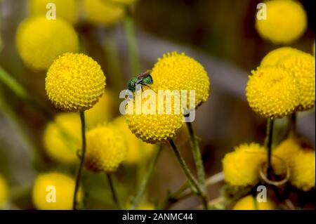 Una foto macro di un piccolo gioiello verde Bee nativa per Arizona alimentazione su giallo fiori selvatici globulari. Foto Stock