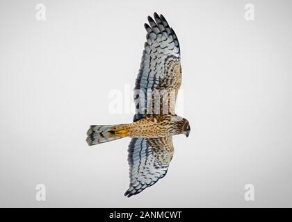 Northern Harrier Foto Stock
