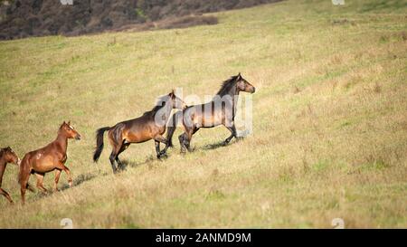 Wild Kaimanawa cavalli in corsa con battenti mane sulla prateria verde Foto Stock