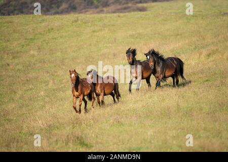 Wild Kaimanawa cavalli al galoppo con battenti mane sulle verdi colline di gamme della montagna Foto Stock