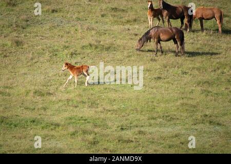 Wild Kaimanawa cavalli al galoppo con battenti mane sulle verdi colline di gamme della montagna Foto Stock