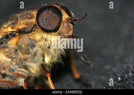 Ritratto di un Hoverfly (Eristalis tenax) Foto Stock
