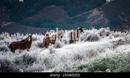 Wild Kaimanawa cavalli in inverno, Isola del nord, Nuova Zelanda Foto Stock