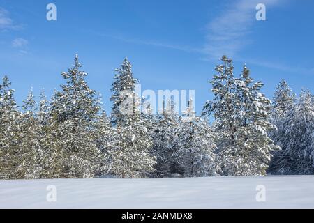 Coperta di neve pini sotto un cielo blu nei pressi dei Laghi Gemelli, Idaho. Foto Stock