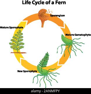 Diagramma del ciclo di vita di fern illustrazione Illustrazione Vettoriale