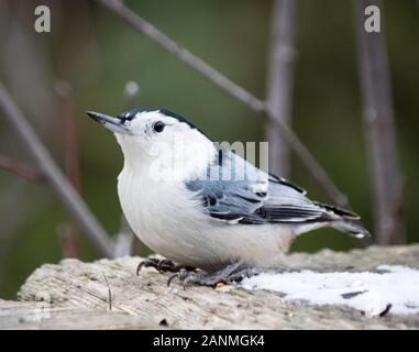 Un nuthatch bianco-breasted (Sitta carolinensis) in inverno alla Riserva naturale di Whitemud a Edmonton, Canada. Foto Stock