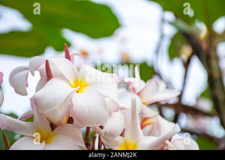 Soft fiori di colore rosa o Plumeria obtusa in giardino. Foto Stock