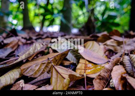 Giungla verde con foglie morte sul terreno Foto Stock