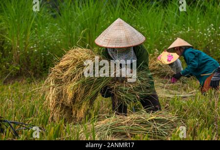 donne vietnamite provenienti dai villaggi del vietnam settentrionale durante la raccolta nei campi di riso Foto Stock