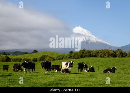 Le mucche al pascolo nel campo verde con Mt Taranaki in distanza Foto Stock