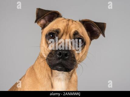 Caraffa (Jack Russell x Pug), Regno Unito. Foto Stock