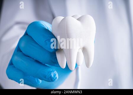 Dentista di guanti che mostra un sano modello di denti Foto Stock