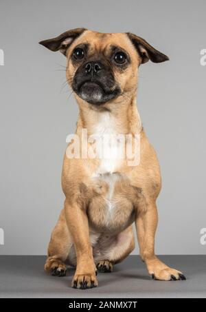Jug Dog (Jack Russell Terrier x Pug), Regno Unito. Foto Stock