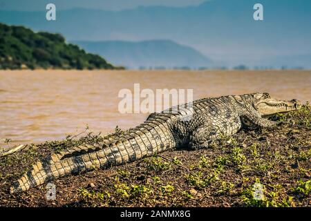 Grande coccodrillo del Nilo in appoggio a terra in Etiopia, Africa Foto Stock
