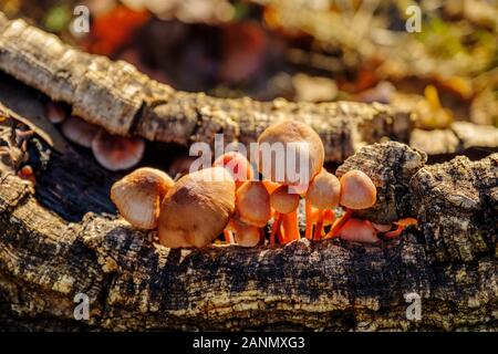 Funghi su un pezzo di sughero in natura. Parco Naturale della Sierra de Grazalema, Cadice provincia meridionale Andalusia. Spagna europa Foto Stock