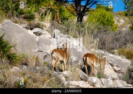 Iberica o di Capra ibex spagnolo in natura (Capra pyrenaica). Montagne di Mijas Costa del Sol. Provincia di Malaga, Andalusia meridionale. Spagna europa Foto Stock