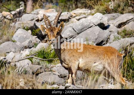 Iberica o di Capra ibex spagnolo in natura (Capra pyrenaica). Montagne di Mijas Costa del Sol. Provincia di Malaga, Andalusia meridionale. Spagna europa Foto Stock