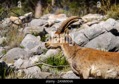 Iberica o di Capra ibex spagnolo in natura (Capra pyrenaica). Montagne di Mijas Costa del Sol. Provincia di Malaga, Andalusia meridionale. Spagna europa Foto Stock