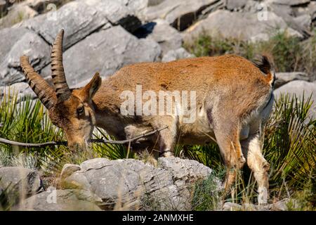 Iberica o di Capra ibex spagnolo in natura (Capra pyrenaica). Montagne di Mijas Costa del Sol. Provincia di Malaga, Andalusia meridionale. Spagna europa Foto Stock