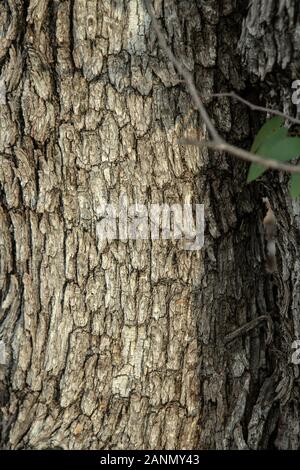 La corteccia dell'albero di mopane in Namibia Foto Stock