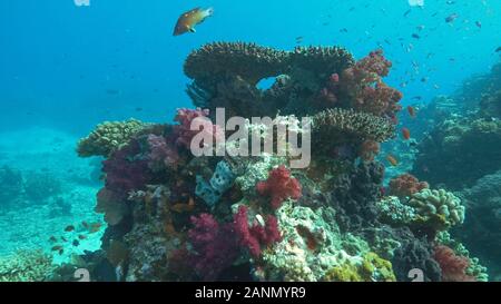Coralli duri e molli che cresce su una sezione di Rainbow Reef nelle isole Figi Foto Stock
