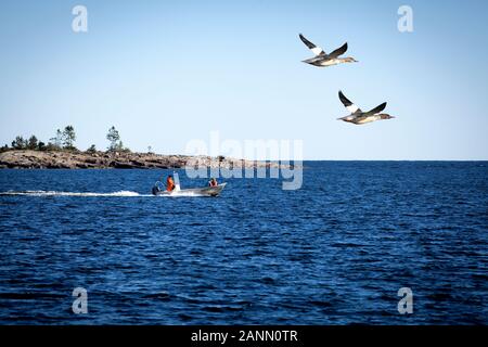 Mar Baltico (Svezia) il 05 settembre 2016. Un paio di goosanders passano un motoscafo. Sole brillante. Unidentified folk. Contatti Foto Stock