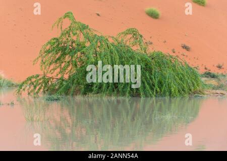 Close up di un pisello verde albero in Emirati Arabi Uniti allagata nella tempesta acqua di pioggia con la riflessione contrastato con sabbia arancione in background. Foto Stock