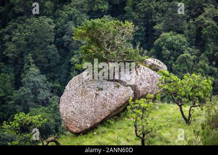 Un albero cresce fuori da una fessura di un masso Foto Stock