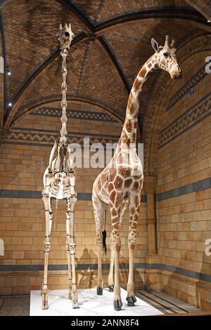 Taxidermy Giraffe accanto a uno scheletro nella Hintze Hall, Museo di Storia Naturale, Londra, Inghilterra, Regno Unito Foto Stock