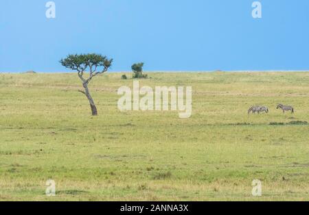 Un unico albero di acacia nel mezzo di un prateria all'interno della Riserva Nazionale di Masai Mara durante un bellissimo tramonto durante un safari a bordo di un'avifauna Foto Stock