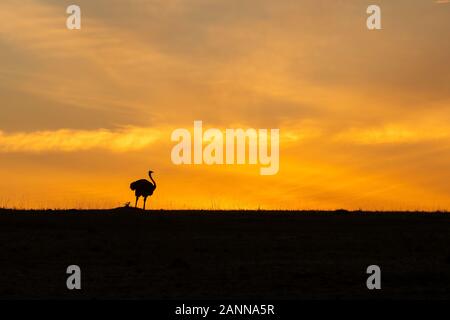 Un maschio struzzo camminare pensiero le pianure all'interno della Riserva nazionale di Masai Mara durante una bella alba sullo sfondo durante un safari di fauna selvatica Foto Stock