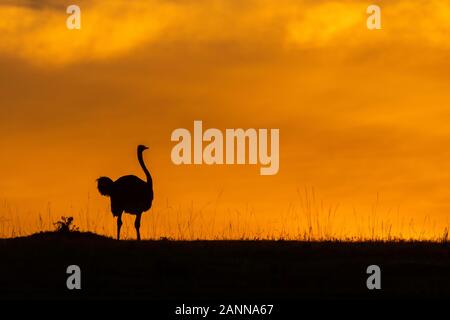 Un maschio struzzo camminare pensiero le pianure all'interno della Riserva nazionale di Masai Mara durante una bella alba sullo sfondo durante un safari di fauna selvatica Foto Stock