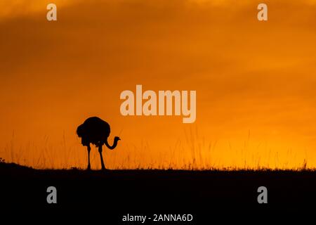 Un maschio struzzo camminare pensiero le pianure all'interno della Riserva nazionale di Masai Mara durante una bella alba sullo sfondo durante un safari di fauna selvatica Foto Stock