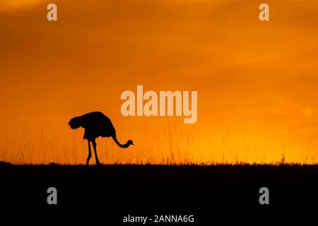 Un maschio struzzo camminare pensiero le pianure all'interno della Riserva nazionale di Masai Mara durante una bella alba sullo sfondo durante un safari di fauna selvatica Foto Stock